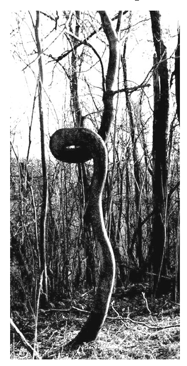 Snake vine