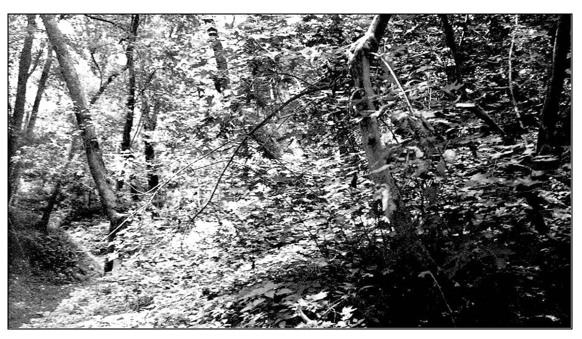 Thick brush at cemetery